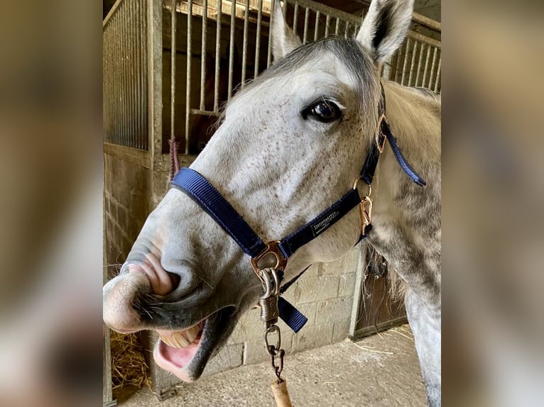 Lusitano Mix Gelding 9 years 14,1 hh Grey-Blue-Tan in Alfeizerao