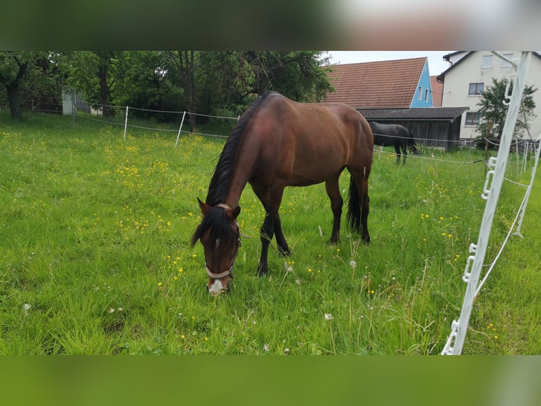 Lusitano Gelding 9 years 14,2 hh Brown in Kastl