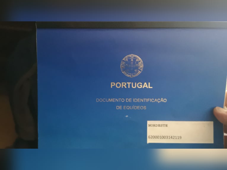 Lusitano Gelding 9 years 14,2 hh Brown in Kastl