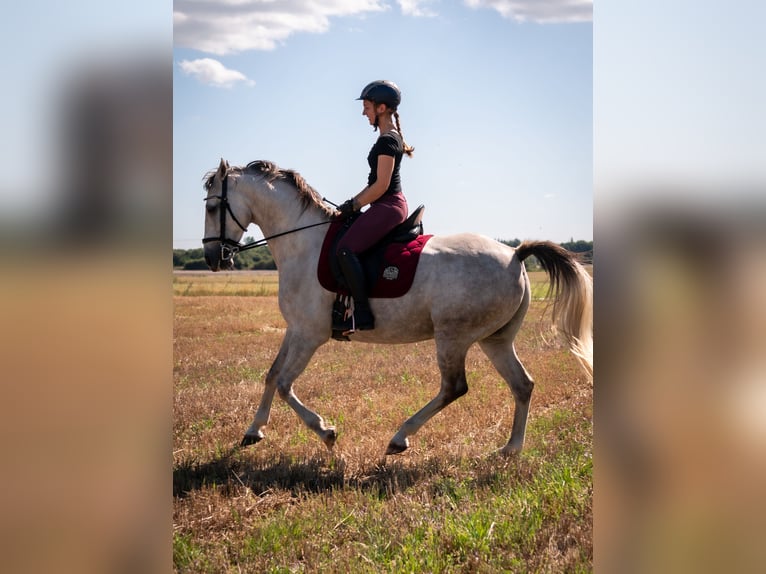 Lusitano Mix Gelding 9 years 15.1 hh  in Bredebro