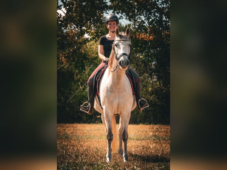 Lusitano Mix Gelding 9 years 15.1 hh  in Bredebro