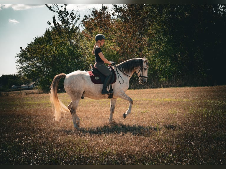 Lusitano Mix Gelding 9 years 15.1 hh  in Bredebro