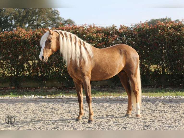 Lusitano Gelding 9 years 15.1 hh Palomino in Pinhal Novo