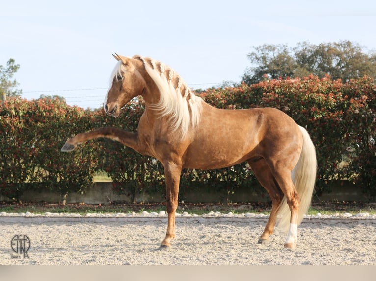 Lusitano Gelding 9 years 15.1 hh Palomino in Pinhal Novo