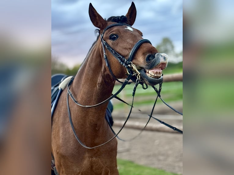 Lusitano Gelding 9 years 15.2 hh Brown in Bexbach