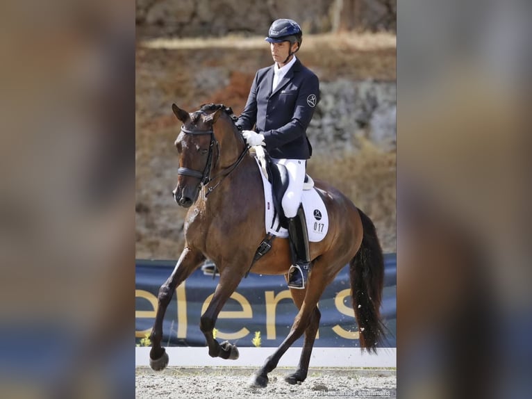 Lusitano Gelding 9 years 15,1 hh Bay-Dark in Brito