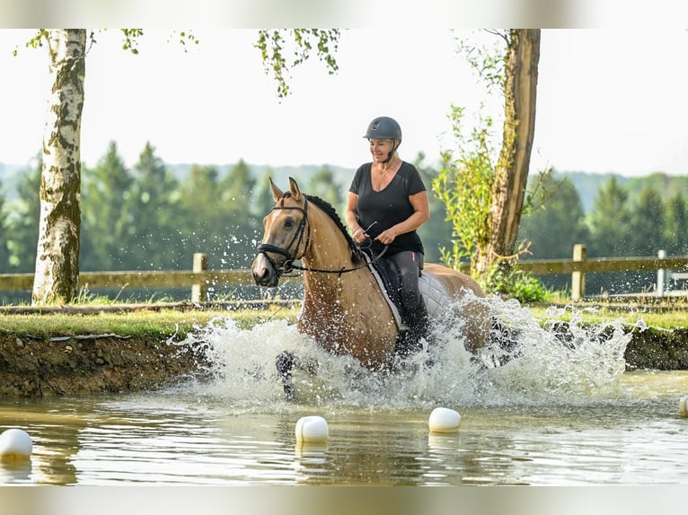 Lusitano Gelding 9 years 16,1 hh Buckskin in Gräfelfing