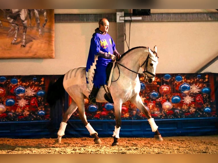 Lusitano Mix Gelding 9 years 16.1 hh Dun in Vendée