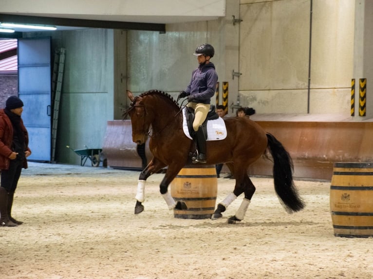 Lusitano Gelding 9 years 16 hh Brown in Tizneros