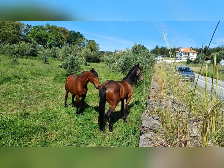 Lusitano Gelding 9 years 16 hh Chestnut-Red in Leiria