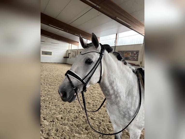 Lusitano Gelding 9 years 16 hh Gray-Dapple in Sottrum