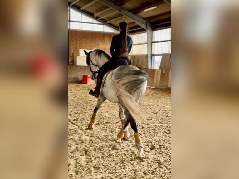 Lusitano Gelding 9 years 16 hh Grey in Seeheim-Jugenheim