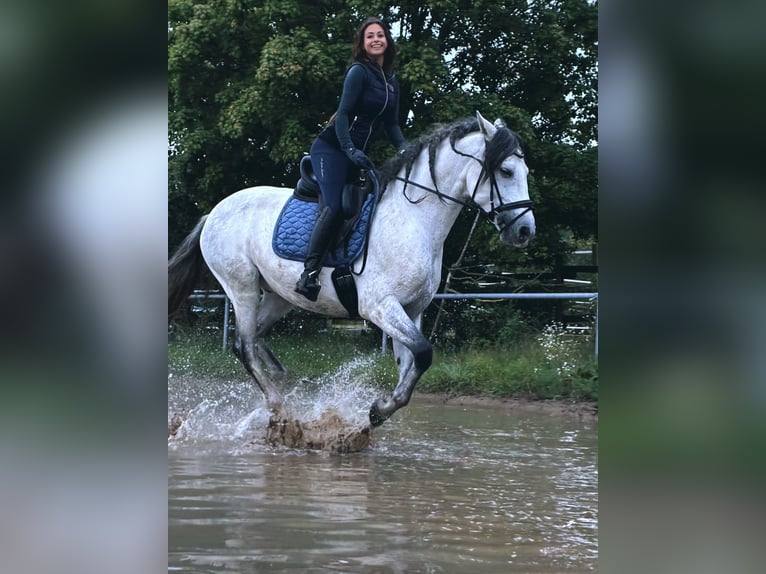 Lusitano Gelding 9 years 16 hh Grey in Seeheim-Jugenheim