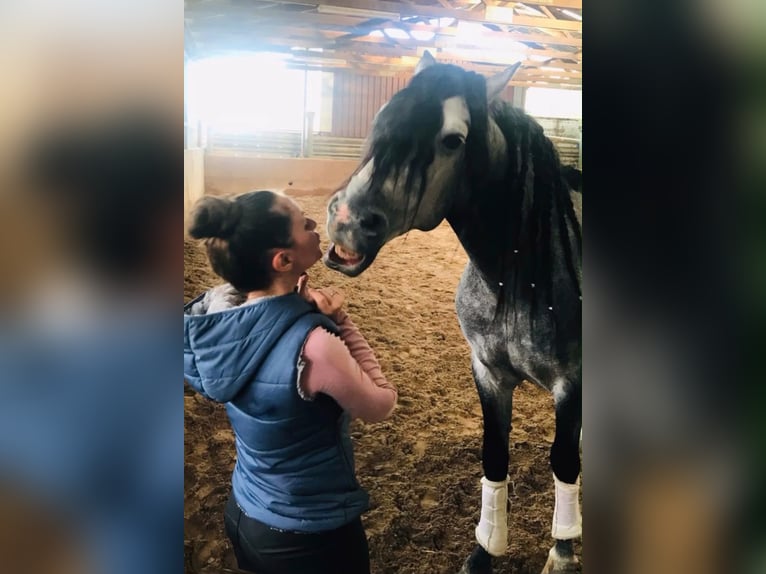 Lusitano Gelding 9 years 16 hh Grey in Seeheim-Jugenheim