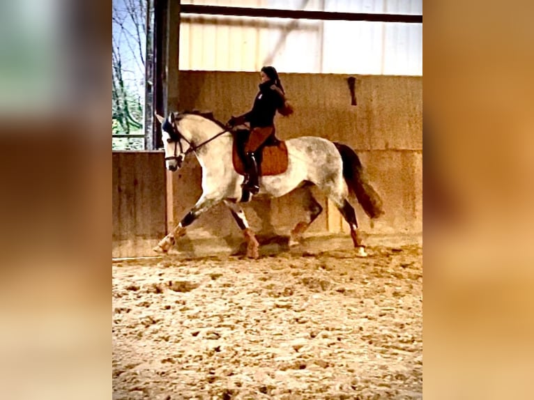 Lusitano Gelding 9 years 16 hh Grey in Seeheim-Jugenheim