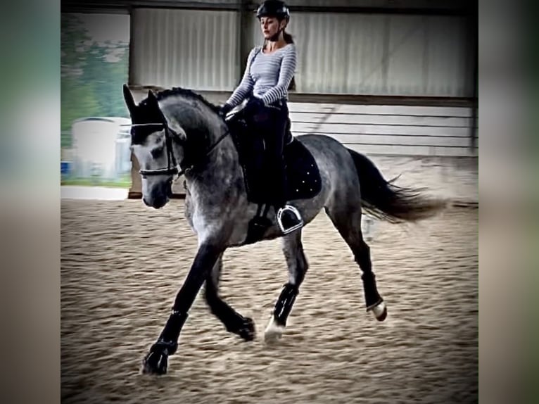 Lusitano Gelding 9 years 16 hh Grey in Seeheim-Jugenheim