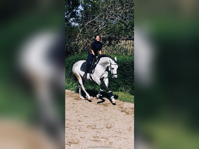 Lusitano Gelding 9 years 16 hh Grey in Seeheim-Jugenheim