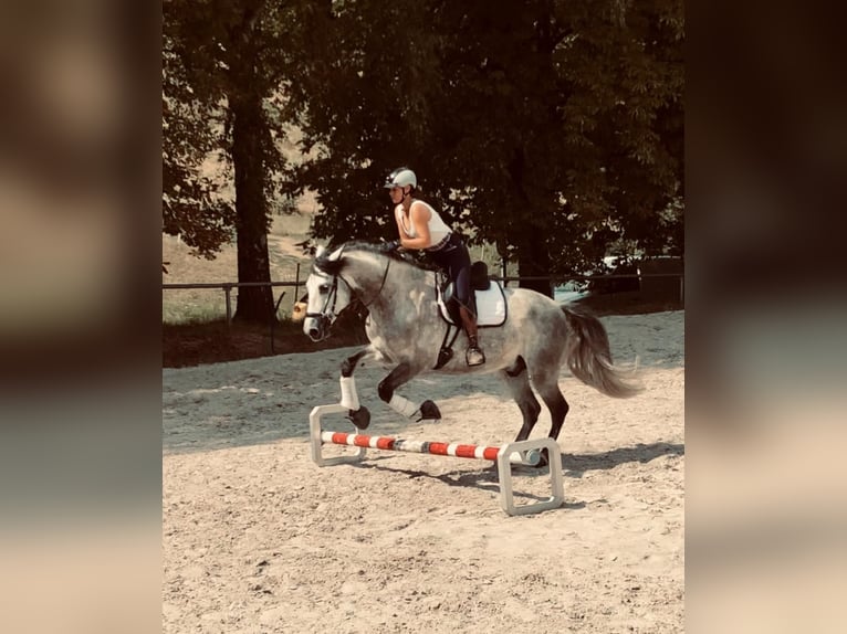 Lusitano Gelding 9 years 16 hh Grey in Seeheim-Jugenheim