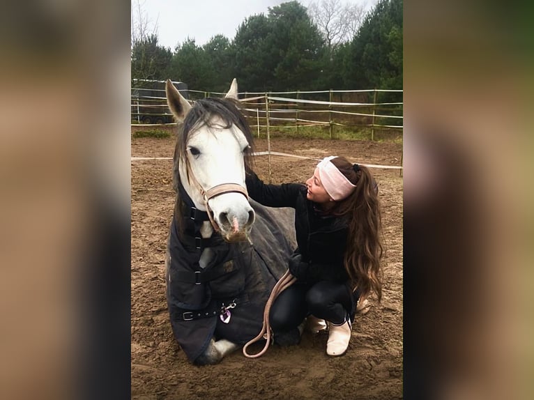 Lusitano Gelding 9 years 16 hh Grey in Seeheim-Jugenheim