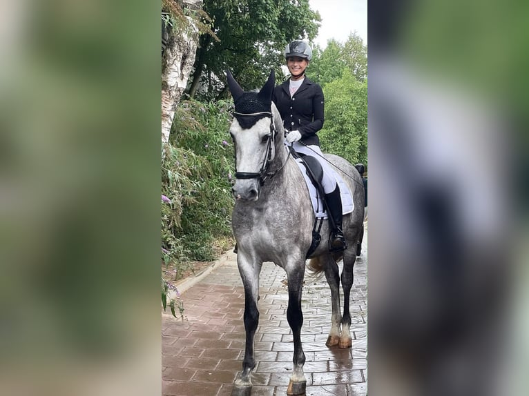Lusitano Gelding 9 years 16 hh Grey in Seeheim-Jugenheim