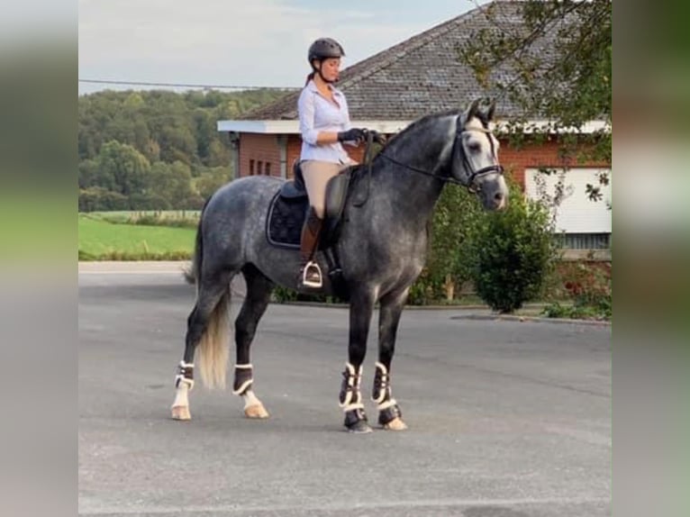 Lusitano Gelding 9 years 16 hh Grey in Seeheim-Jugenheim