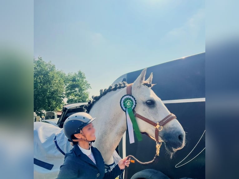 Lusitano Gelding 9 years 16 hh Grey in Seeheim-Jugenheim