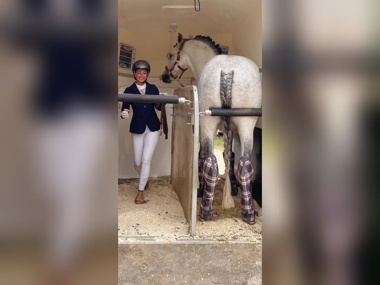 Lusitano Gelding 9 years 16 hh Grey in Seeheim-Jugenheim