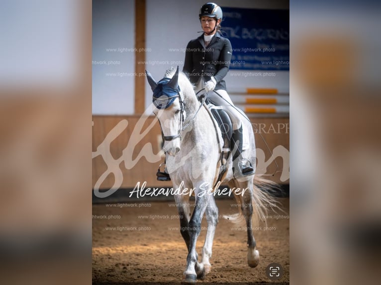 Lusitano Gelding 9 years 16 hh Grey in Seeheim-Jugenheim