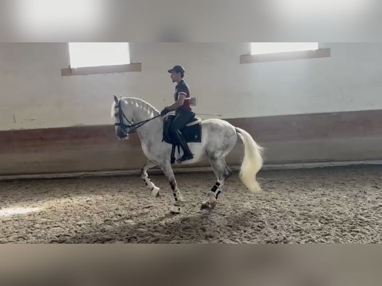 Lusitano Gelding 9 years 16 hh Grey in Trofa
