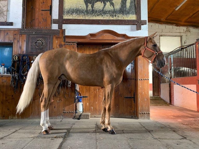 Lusitano Gelding 9 years 16 hh Palomino in Boadilla del Monte