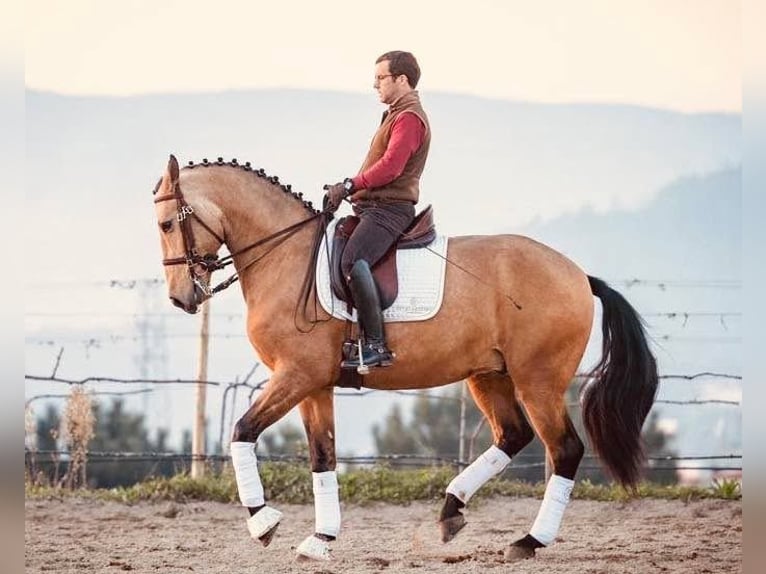 Lusitano Gelding 9 years 16,1 hh Dun in Porto