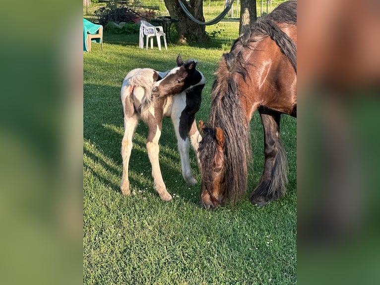 Lusitano Gelding Foal (01/2026) 15 hh Chestnut in South Lyon