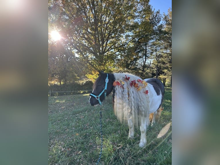 Lusitano Gelding Foal (01/2026) 15 hh Chestnut in South Lyon