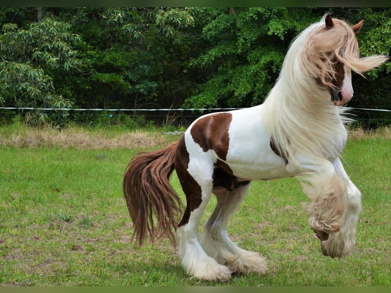 Lusitano Gelding Foal (01/2026) 15 hh Chestnut in South Lyon