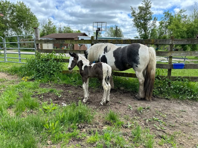 Lusitano Gelding Foal (01/2026) 15 hh Chestnut in South Lyon