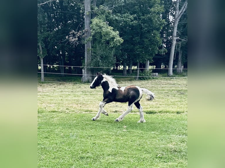 Lusitano Gelding Foal (01/2026) 15 hh Chestnut in South Lyon
