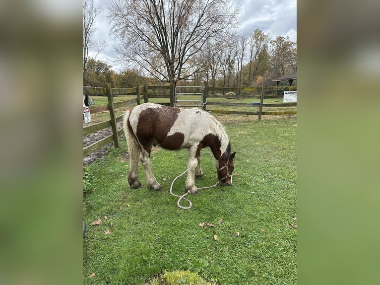 Lusitano Gelding Foal (01/2026) 15 hh Chestnut in South Lyon