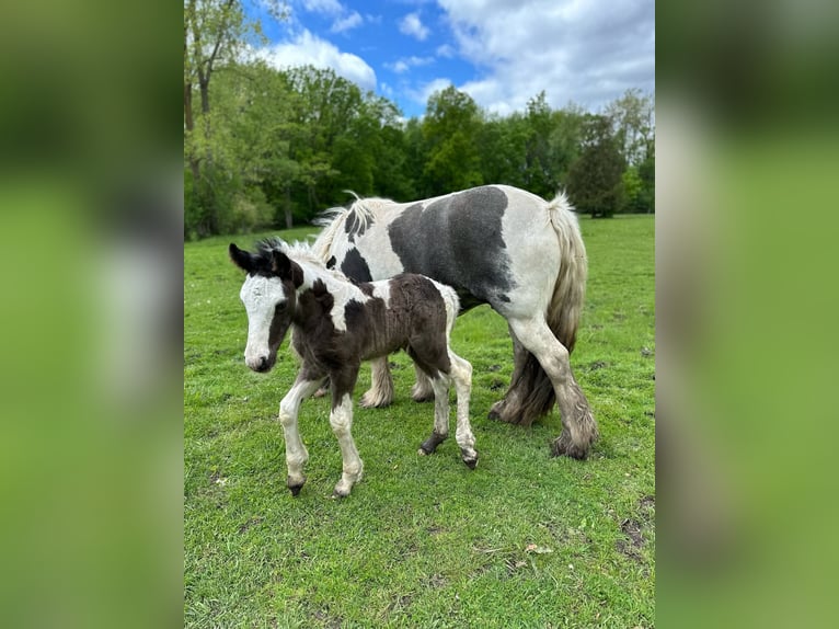 Lusitano Gelding Foal (01/2026) 15 hh Chestnut in South Lyon