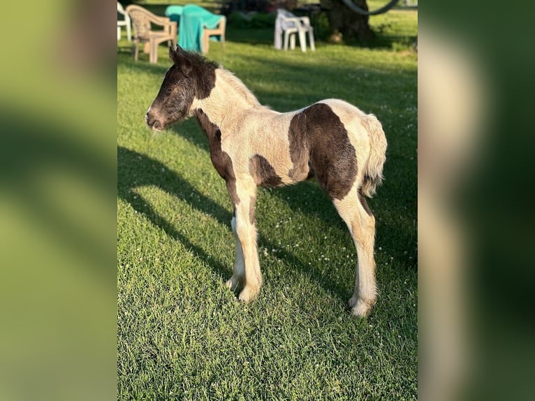 Lusitano Gelding Foal (01/2026) 15 hh Chestnut in South Lyon