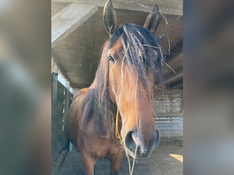 Lusitano Giumenta 10 Anni 156 cm Baio in Nieuw-Vennep