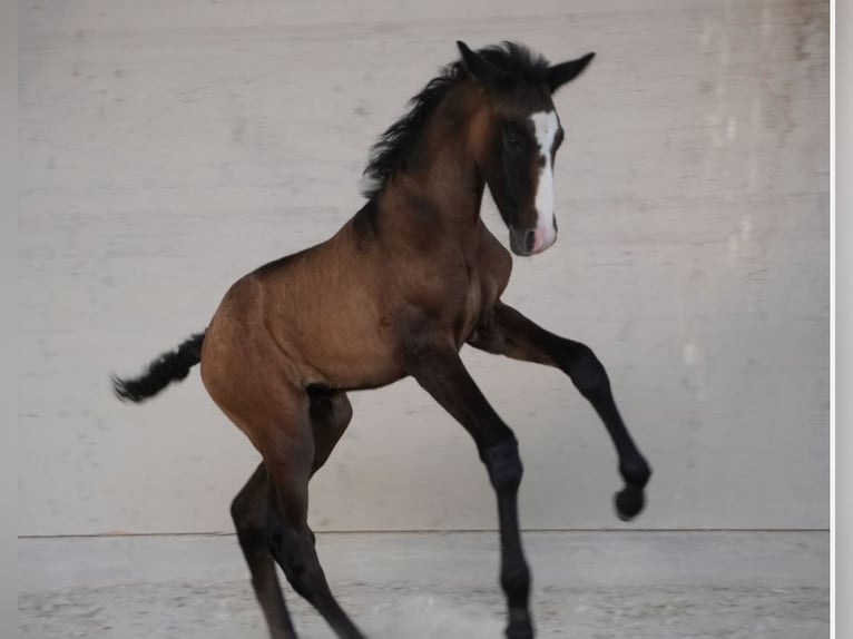 Lusitano Giumenta 10 Anni 158 cm Grigio in Wöllstein