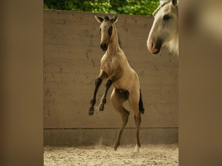 Lusitano Giumenta 10 Anni 158 cm Grigio in Wöllstein