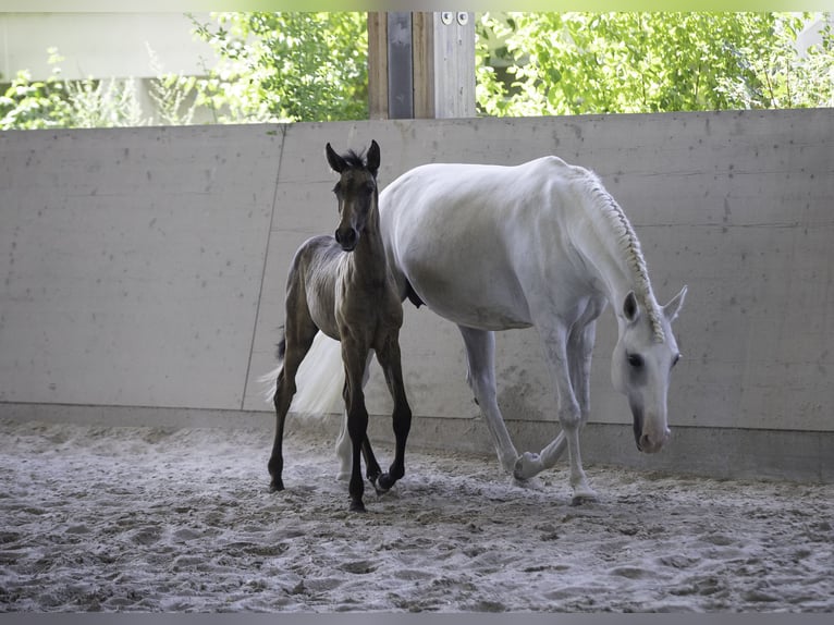 Lusitano Giumenta 10 Anni 158 cm Grigio in Wöllstein