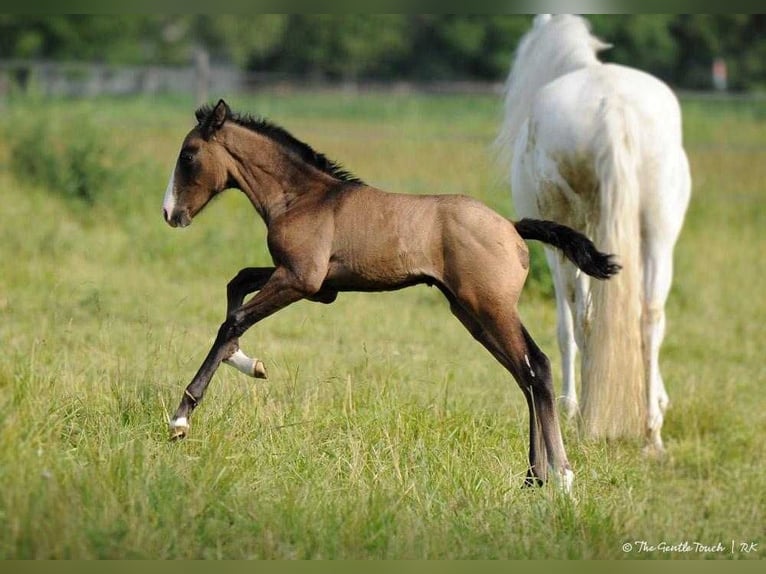 Lusitano Giumenta 10 Anni 158 cm Grigio in Wöllstein