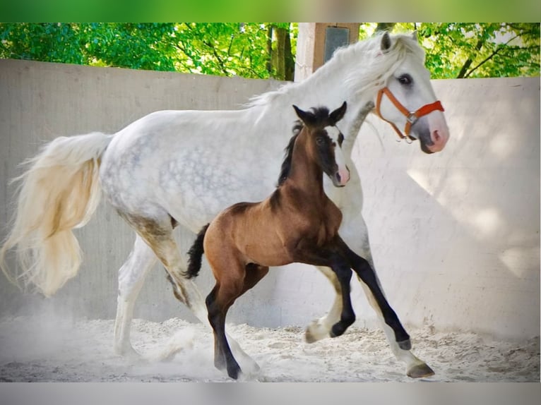 Lusitano Giumenta 10 Anni 158 cm Grigio in Wöllstein