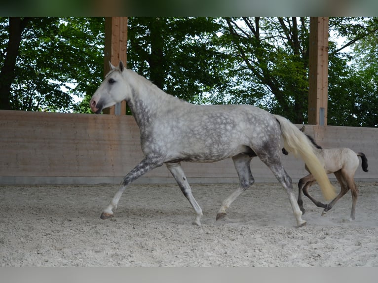 Lusitano Giumenta 10 Anni 158 cm Grigio in Wöllstein