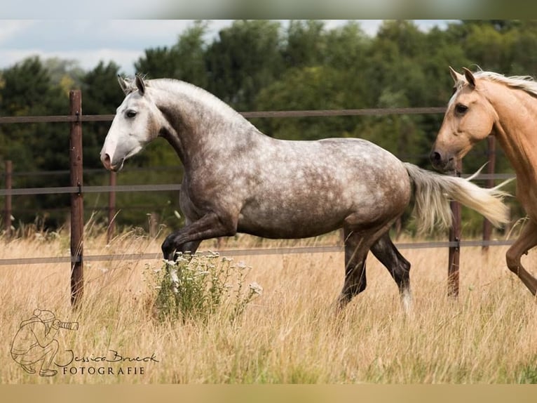 Lusitano Giumenta 10 Anni 158 cm Grigio in Wöllstein