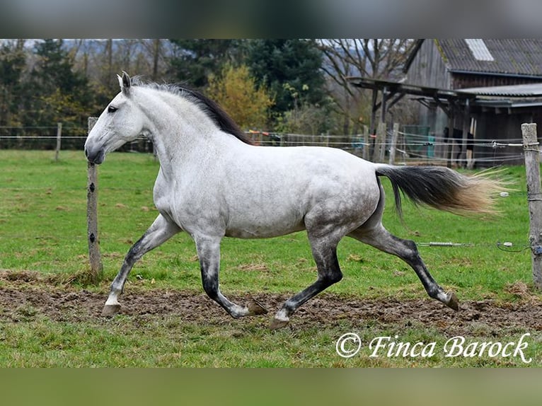 Lusitano Giumenta 10 Anni 158 cm Grigio in Wiebelsheim