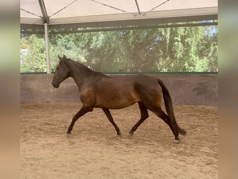 Lusitano Giumenta 10 Anni 160 cm Baio scuro in Haßloch