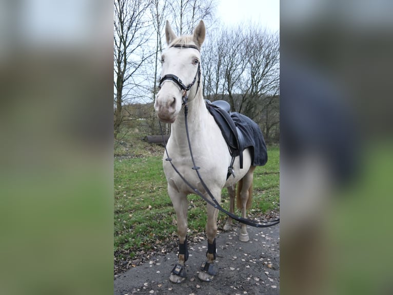 Lusitano Giumenta 10 Anni 160 cm Palomino in Freden (Leine)